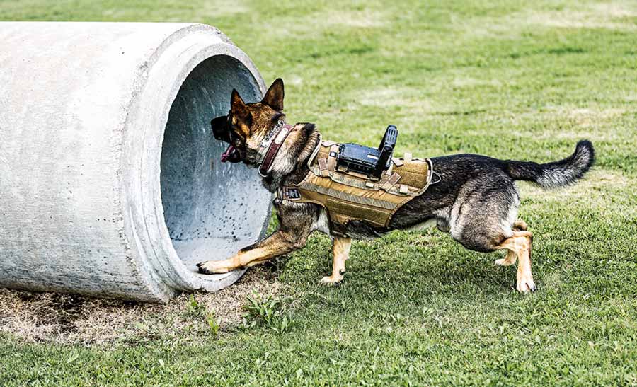 Tactical Electronics Core K9 Video System